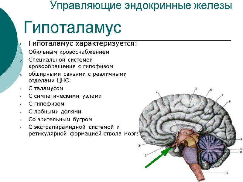 Управляющие эндокринные железы Гипоталамус характеризуется: Обильным кровоснабжением Специальной системой кровообращения с гипофизом обширными связями